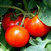 50 Tomato Better Boy Fresh Seeds USA Seller - $16.42