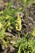 New Fresh Seeds 20 Yellow Lavender Lavandula Viridis Canary Spanish Portuguese F - £14.94 GBP