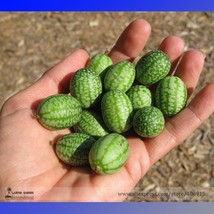 Mouse Melon Sandiita Cucamelon Melothria Scabra Seed Tasty Juicy Interesting Gar - $5.20