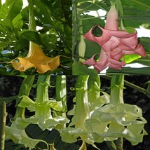 Best Selling Poeetd Plant Brugmansia Flower Angel Trumpet Fragrant Datura Tree S - $11.16