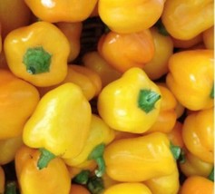 Fresh Garden Mini Yellow Bell Pepper Seeds | Heirloom | Organic - £7.58 GBP