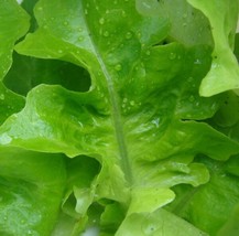 Oak Leaf (Oakleaf) Lettuce Seeds (Green)- 1000 Garden Usa Shipping - $10.38