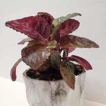 House Plant in Ceramic Planter, Purple Waffle Hemigraphis Alternata Potted Plant image 5