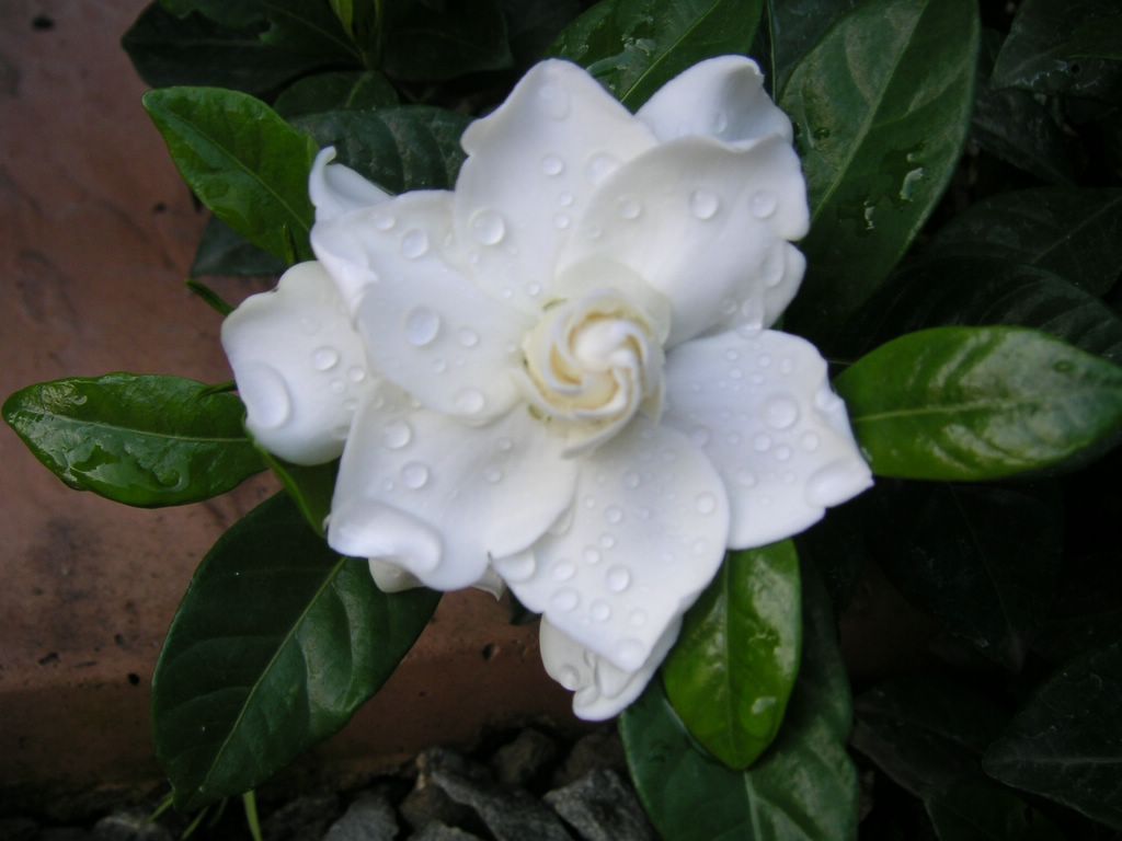 Gardenia Jasminoides Chuck Hayes Gardenia 5 Seeds Fresh Fast Shipping - $355.64 MXN