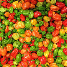 Aji Dulce Pepper Seeds 10 Seeds Seed Store 1016 - $5.98