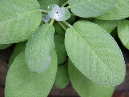 150 Broadleaf Sage Seeds Non-Gmo From US - £7.49 GBP