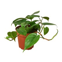 Philodendron Cordatum Heartleaf-3&quot; Pot / Nursery Pot - $519.61 MXN
