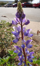 FREE SHIPPING Lupinus sparsiflorus Coulters Mojave lupine 10 Seeds - £14.15 GBP