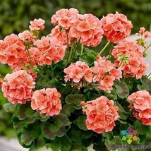 25+ Patriot Salmon Geranium Seeds For Garden Planting - USA  - $5.48