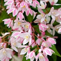 Live Starter Plant Deutzia Yuki Cherry Blossom - $24.99