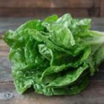 1500 Parris Island Lettuce Seeds  Heirloom Non-GMO USA Seller - £8.70 GBP