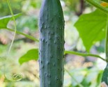 Straight Eight Cucumber Seeds 50 Vegetable Garden Straight 8 Fast Shipping - $8.99