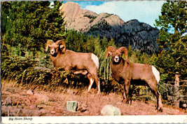 Big Horn Sheep  Vintage Postcard Continental Postmarked 1985 - £4.59 GBP