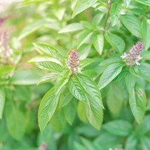 Thai Basil Seeds Organic Basil Seeds Seeds Thai Basil Fresh Garden USA Shipping - $11.86