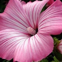 20 Lavatera Silver Cup Early Spring Bloom Perennial Flower Seeds Garden - £12.02 GBP