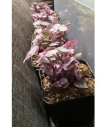 Pink panther tradescantia plant one per order 2 in overgrowing - $111.83 MXN