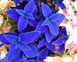 Blue Coleus Flowers Easy To Grow Garden 25 Authentic Seeds - £4.71 GBP