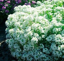 Alyssum Tiny Tim White 3” Groundcover Bees Fragrant Flowers 500 Seeds From US - £7.90 GBP