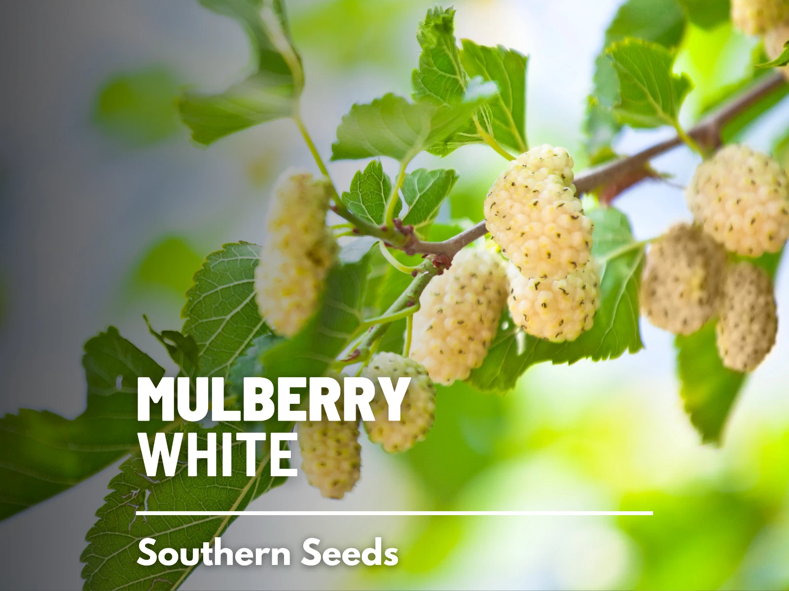Mulberry, White - Heirloom Seeds - Culinary &amp; Medicinal - Non GMO (Morus... - $14.82