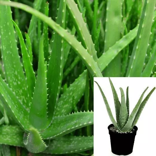 Aloe Vera Plant Succulents Aloe Barbadensis Miller Live Plant 4inches Pot - $16.90