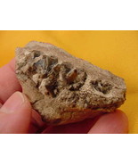 (F302-19) Genuine Fossil Oreodont Merycoidodon Culbertsoni PARTIAL JAW B... - $38.47 CAD