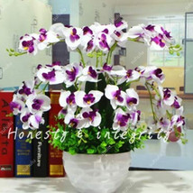 200 pcs Phalaenopsis Giant Orchid Bonsai Seeds FROM GARDEN - £4.34 GBP