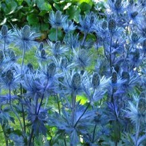 50 Seeds Sea Holly Eryngium Alpinum Light Steel Blue Color Metallic Look Gardeni - $15.37