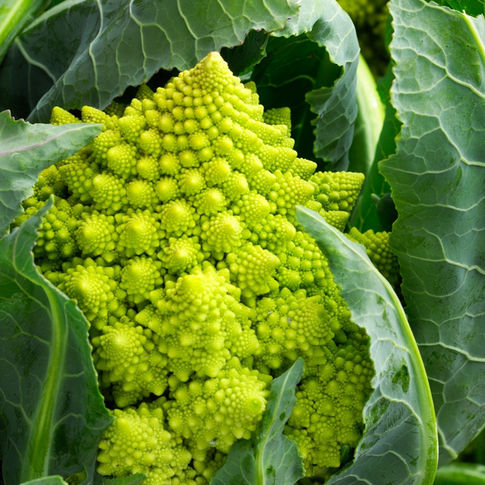 Broccoli Bulbs Romanesco Cauliflower Brassica Green Italian Roman Broccoli Easy To ...