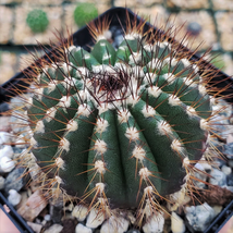 Cacti Uebelmannia pseudopectinifera cactus Succulent real live plant - £57.04 GBP