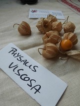 Cape Gooseberry - Physalis viscosa - 10+ seeds - So 022 - £1.80 GBP