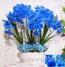 100 pcs Phalaenopsis Orchid, Phalaenopsis Plants, Bonsai hydroponic Flower Bonsa - £4.78 GBP