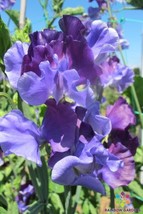 USA Seller 50 North Shore Sweet Pea Seeds Fresh Seeds - £7.88 GBP