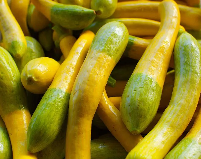 25+ Zephyr Squash Seeds for Garden and Planting - €3,39 EUR