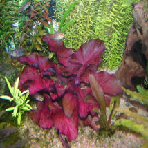 Aquarium Live Plant Decoration Tank Nymphaea Rubra Potted Tropical Freshwater - £22.12 GBP
