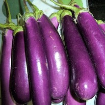 Long Purple Eggplant Seeds Organic Garden Fast Shipping - $6.50