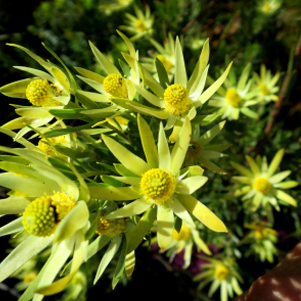 5 SEEDS Leucadendron ULIGINOSUM Garden Ornamental Plants - Seeds GIM