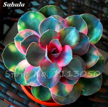 PWO Fresh Echeveria Seeds Green Red Pink Yellow Colorful Succulent Plants - £1.97 GBP