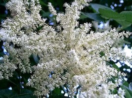 30 Chinese Sumac Tree Nutgall White Flowers Red Berries Rhus Chinensis Seeds - £6.44 GBP