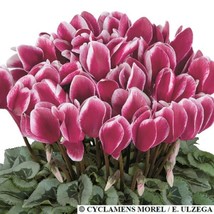 15 Seeds Cyclamen Halios Select Fantasia Magenta Silver Leaf Cyclamen Seeds - £29.38 GBP