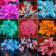 Bring the Calm of Nature Home: Easy-to-Grow Hosta Seeds Inside! - $7.52 CAD