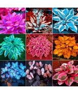 Bring the Calm of Nature Home: Easy-to-Grow Hosta Seeds Inside! - $104.53 MXN