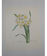 P J Redoute Beautiful Flowers Jonquil Botanical Art Print Book Plate 84 - $16.62 CAD