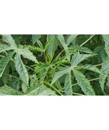 Gongura Green Stem/Indianan sorrel/Pulichakeerai/Ambaadi 100% Organic 30+ Seeds - £3.66 GBP