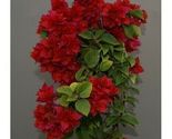 Bougainvillea rooted DOUBLE RED Starter Plant - $27.78