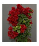 Bougainvillea rooted DOUBLE RED Starter Plant - £21.84 GBP