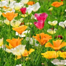 California Poppy Seed Mix, California Mix, 250 Seeds or 1/2 Gram, FREE SHIPPING - £1.33 GBP