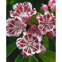 WWATER 25 Seeds Red White Mountain Laurel Flowers Kalmia Latifolia Peppe... - $10.52