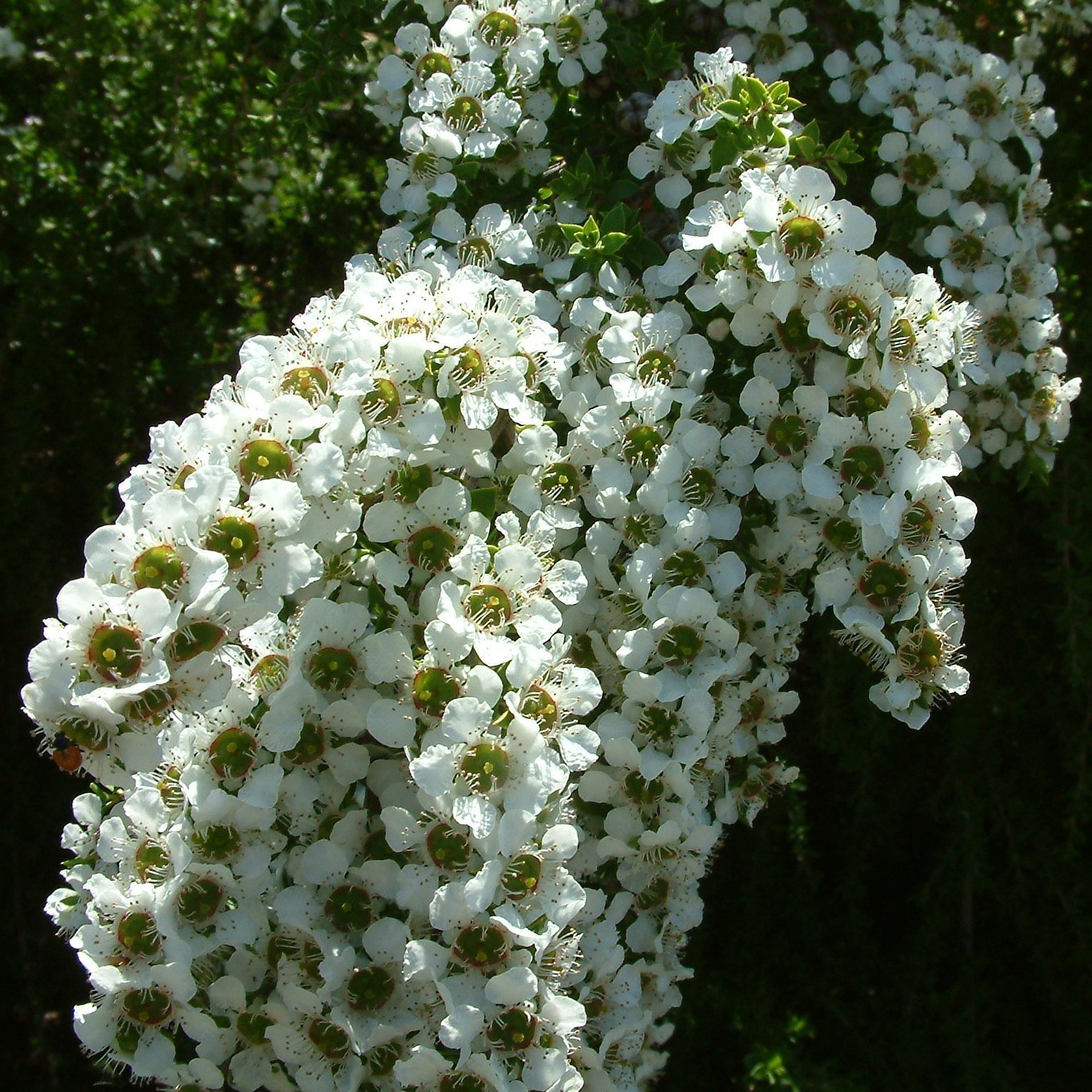 Leptospermum Laeviagatum Coast Tea Tree 5 seeds Fresh Gardening - $17.96