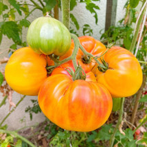 50 Pineapple Tomato Seeds Fresh Harvest For 2024 GardensFrom US  - $8.35