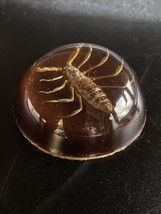 Vintage Paperweight Desert Large Scorpion Insect Acrylic Lucite Dome Gli... - $15.83